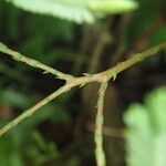 Selaginella vogelii 叶