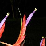 Tillandsia flexuosa Floare
