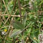 Trifolium ochroleucon Folla