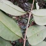 Syzygium guineense Folha