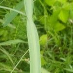 Lathyrus hirsutus Ekosanga