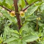 Scrophularia trifoliata Fula