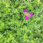 Verbena tenera Habitus