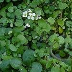 Nasturtium officinale Levél