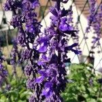 Salvia farinaceaFlor