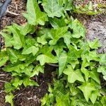 Hedera hibernica 葉