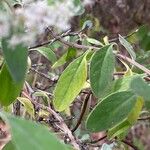 Bystropogon origanifolius Leaf