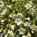Cerastium uniflorum 花
