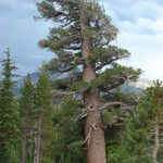 Pinus monticola Hábito