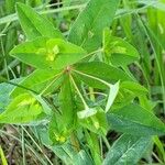 Euphorbia dulcis Flor