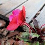 Impatiens walleriana Flower