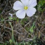 Linum lewisii Flower
