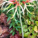 Hippeastrum cybister