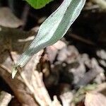 Epipactis microphylla Листок