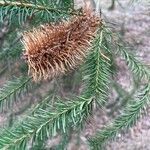 Banksia ericifolia List