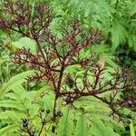 Sambucus ebulusBlüte