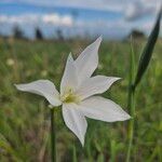 Gladiolus candidusFlower