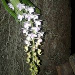 Aerides odorata Blüte