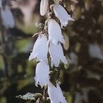 Campanula alliariifolia Flower