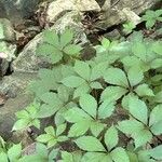 Parthenocissus quinquefolia পাতা