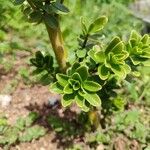 Peperomia inaequalifolia Leaf