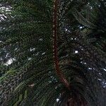 Araucaria laubenfelsii Folha