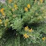 Medicago arborea Συνήθη χαρακτηριστικά