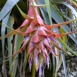 Tillandsia violacea Агульны выгляд