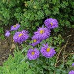 Erigeron speciosus Çiçek