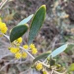 Acacia redolens 花