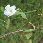 Rhabdadenia biflora Costuma