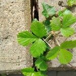 Fragaria viridisFoglia