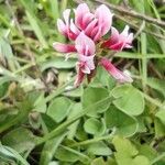 Trifolium amabile 花