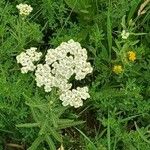 Achillea nobilisFlower