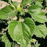 Helianthus annuusLeaf