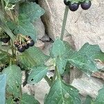 Solanum nigrumFruit