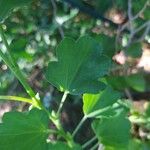 Pelargonium acetosum Leaf