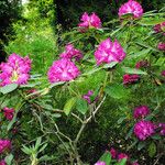 Rhododendron catawbiense عادت