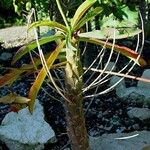 Euphorbia bubalina Habitus