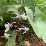 Delphinium nuttallianum Flor