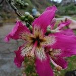 Ceiba speciosa Цветок