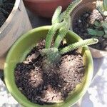 Opuntia microdasys برگ