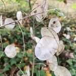 Lunaria annua Fruit