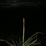 Carex vidua Habit