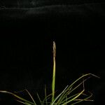 Carex vidua