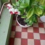 Clerodendrum thomsoniae Цветок