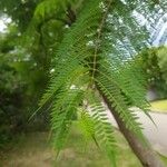 Jacaranda caucana পাতা