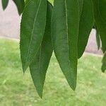 Quercus myrsinifolia Blatt