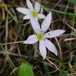 Colchicum cupanii 花