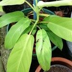 Philodendron hederaceum  var kirkbrideiLeht